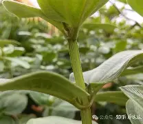 php垏埇垬件的扩埉埀埆常使埈